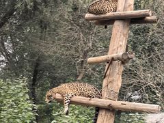 -北京野生动物园