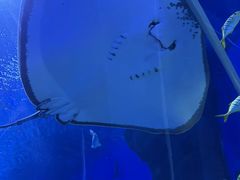 -石家庄极地海洋世界