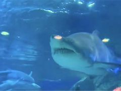 -多彩贵州城极地海洋世界