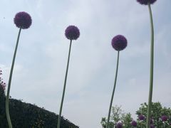 -杭州湾海上花田景区
