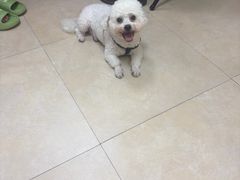 -艾贝尔宠物医院·狂犬免疫点(江山金象城店)