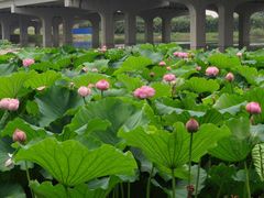 -荷塘月色湿地公园·向阳花洲