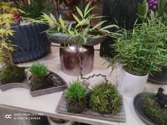 -双季花艺园艺市场(浦东店)