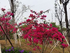 -王借岗森林公园