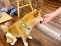 -豆柴町-柴犬主题狗咖(红鼎国际C座店)