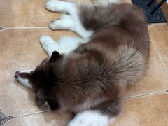 -Let's go狗咖·猫咖·奶狗·桌游(春熙路IFS店)