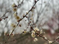 -香雪海