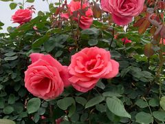 -都江堰玫瑰花溪谷