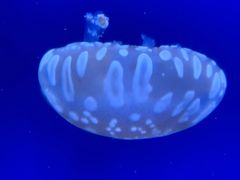 -芜湖新华联大白鲸海洋公园