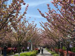-高东镇樱花园