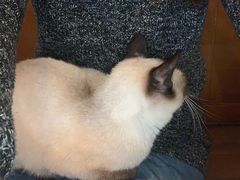-李小姐の猫咖啡馆(五角场店)