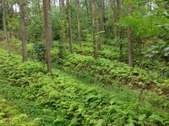景点-合肥滨湖国家森林公园