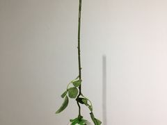 -成都失恋馆