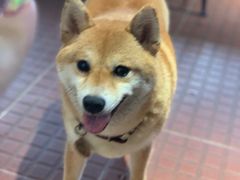 -柴犬高等学院·狗咖·柴犬售卖·宠物训练