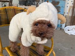 -有宠宠物(YOUCOIN·未来店)