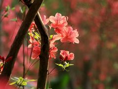 -南京市无想山景区