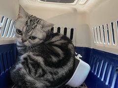 -伟伟宠物医院·CT影像中心·瑞派犬猫综合性门诊(汉口总院)