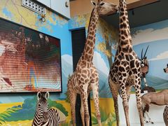 -陕西自然博物馆