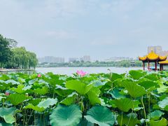 -济南大明湖景区