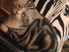 -咖法森林·咖啡  酒吧(天河店)