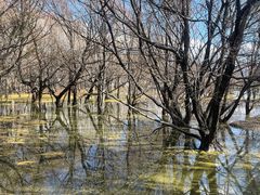 -洱海月湿地公园