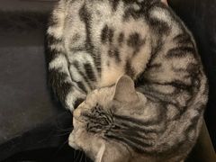 -猫友咖啡店(玉林西路店)