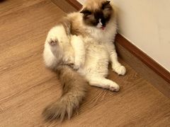 -有猫主题·治愈系猫咖(曾厝垵店)