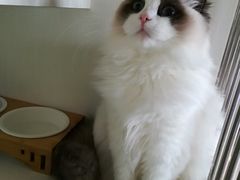 -东方名猫馆·英短金渐层布偶猫舍(环线广场1号楼店)