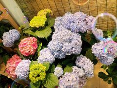 -双季花艺园艺市场(浦东店)