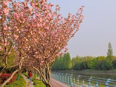 -高东镇樱花园