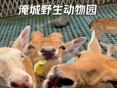 -常州淹城野生动物世界