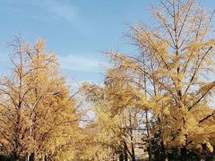 -三里屯东五街银杏大道