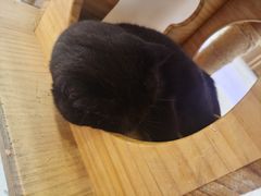 -喵园·猫主题咖啡厅·撸猫·猫咖(国贸店)