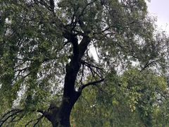 -报恩寺(平武县)