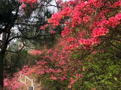-木兰云雾山