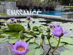 -三亚海棠湾万丽度假酒店