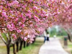 -石家庄市植物园