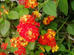 -金科花卉市场
