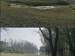 -东郊湿地公园