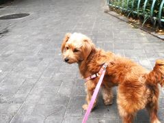 -PETKIT 小佩宠物·低压洗护·美容·寄养(安远店)