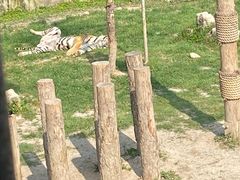 -上海野生动物园