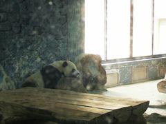 -海南热带野生动植物园