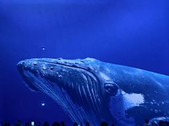 -海合安武汉极地海洋公园