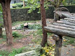 -都江堰中华大熊猫苑
