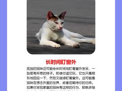 -纳吉亚猫专科动物诊疗中心(蒋宅口分院)