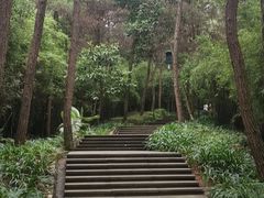 -铁山坪森林公园