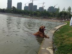 iphone_upload_pic-南翔镇银翔湖公园