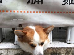 -小梁哥云吞面(黄贝岭店)