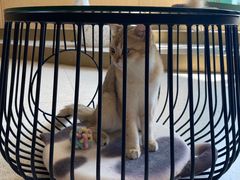 -飞行喵MR PILOT|猫舍·猫咖(静安大融城店)
