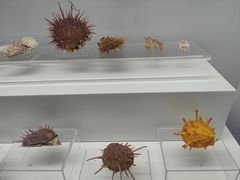 -贝壳王国博物馆